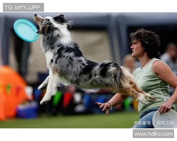重庆飞盘队耐力对比深度剖析与训练策略探讨
